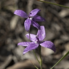 Glossodia major at Bruce, ACT - suppressed