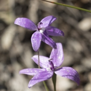 Glossodia major at Bruce, ACT - suppressed