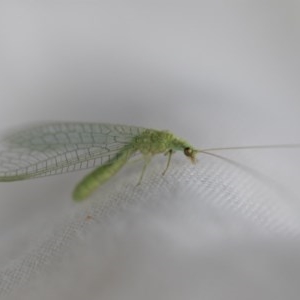 Chrysopidae (family) at Higgins, ACT - 17 Oct 2020