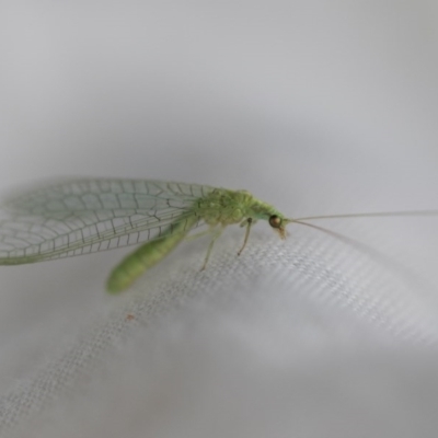 Chrysopidae (family) (Unidentified Green lacewing) at Higgins, ACT - 17 Oct 2020 by AlisonMilton