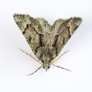 Aeolochroma metarhodata at Higgins, ACT - 14 Oct 2020