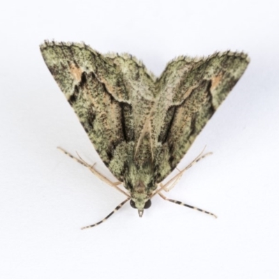 Aeolochroma metarhodata (Tea-tree Emerald (Geometrinae)) at Higgins, ACT - 14 Oct 2020 by AlisonMilton