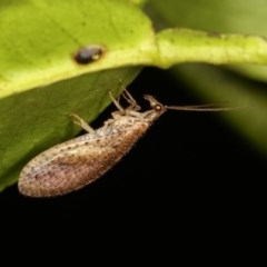 Micromus tasmaniae (Tasmanian Brown Lacewing) at Melba, ACT - 2 Nov 2020 by kasiaaus