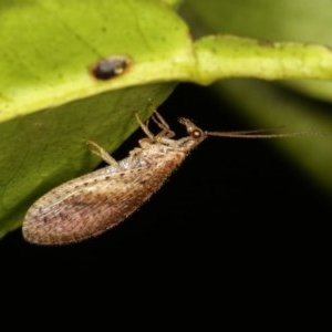 Micromus tasmaniae at Melba, ACT - 2 Nov 2020 10:03 PM