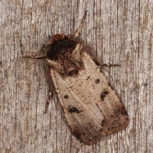 Agrotis porphyricollis at Melba, ACT - 2 Nov 2020