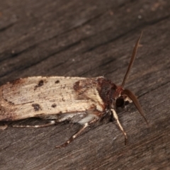 Agrotis porphyricollis at Melba, ACT - 2 Nov 2020