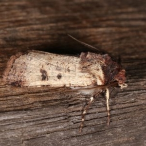 Agrotis porphyricollis at Melba, ACT - 2 Nov 2020