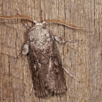 Cryptophasa irrorata (A Gelechioid moth (Xyloryctidae)) at Melba, ACT - 4 Nov 2020 by kasiaaus