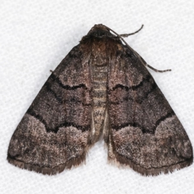 Dysbatus undescribed species (A Line-moth) at Melba, ACT - 2 Nov 2020 by kasiaaus