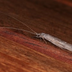 Trichoptera sp. (order) (Unidentified Caddisfly) at Melba, ACT - 2 Nov 2020 by kasiaaus