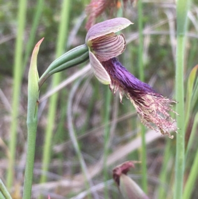 Calochilus platychilus (Purple Beard Orchid) at Holt, ACT - 25 Oct 2020 by JaneR