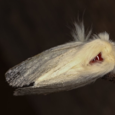 Trichiocercus sparshalli (Sparshall's Moth) at Melba, ACT - 2 Nov 2020 by kasiaaus