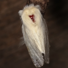 Trichiocercus sparshalli at Melba, ACT - 2 Nov 2020