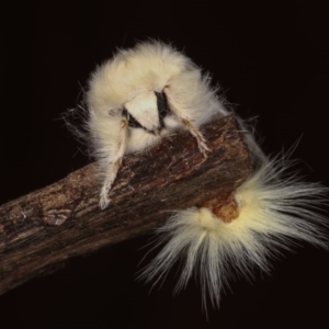 Trichiocercus sparshalli at Melba, ACT - 2 Nov 2020