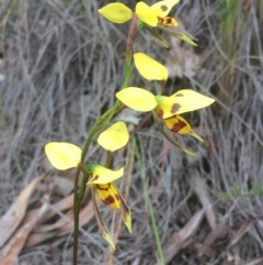 Diuris sulphurea (Tiger Orchid) at Holt, ACT - 25 Oct 2020 by JaneR