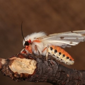 Ardices canescens at Melba, ACT - 2 Nov 2020 10:34 PM