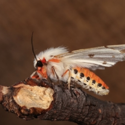 Ardices canescens (Dark-spotted Tiger Moth) at Melba, ACT - 2 Nov 2020 by kasiaaus