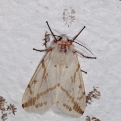 Ardices canescens at Melba, ACT - 2 Nov 2020 10:34 PM