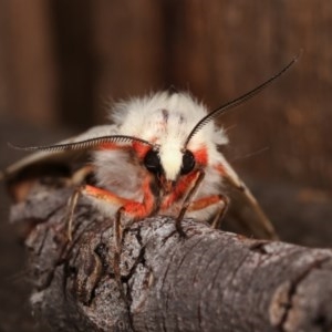 Ardices canescens at Melba, ACT - 2 Nov 2020 10:34 PM