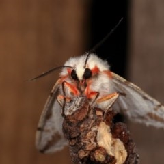 Ardices canescens at Melba, ACT - 2 Nov 2020 10:34 PM