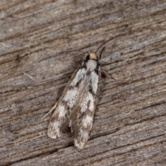 Eusemocosma pruinosa (Philobota Group Concealer Moth) at Melba, ACT - 2 Nov 2020 by kasiaaus