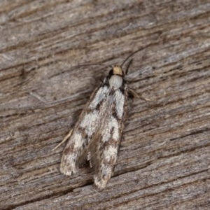 Eusemocosma pruinosa at Melba, ACT - 2 Nov 2020