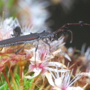 Tropis sp. (genus) at Downer, ACT - 1 Nov 2020