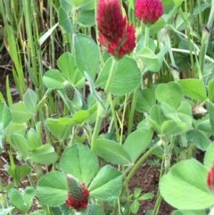 Trifolium incarnatum (Crimson Clover) at Holt, ACT - 8 Oct 2020 by JaneR