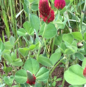 Trifolium incarnatum at Holt, ACT - 8 Oct 2020