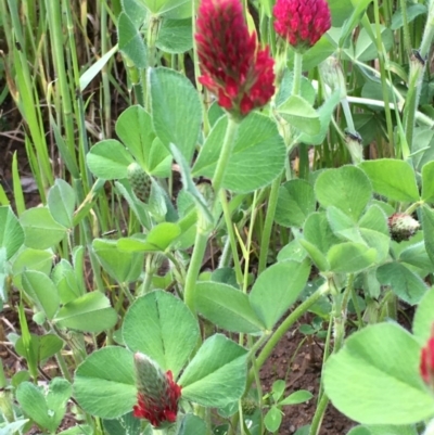 Trifolium incarnatum (Crimson Clover) at Holt, ACT - 8 Oct 2020 by JaneR