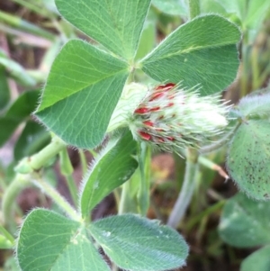 Trifolium incarnatum at Holt, ACT - 8 Oct 2020 02:59 PM