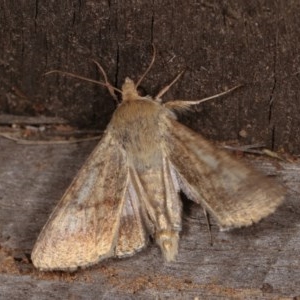 Helicoverpa (genus) at Melba, ACT - 2 Nov 2020