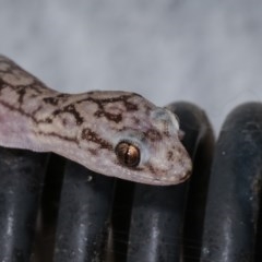 Christinus marmoratus (Southern Marbled Gecko) at Melba, ACT - 2 Nov 2020 by kasiaaus