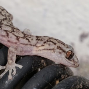 Christinus marmoratus at Melba, ACT - 2 Nov 2020 10:41 PM