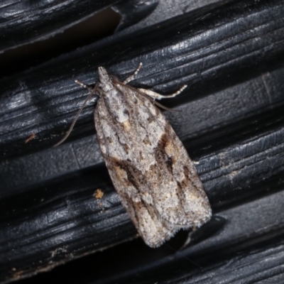 Acropolitis rudisana (Family Tortricinae) at Melba, ACT - 2 Nov 2020 by kasiaaus