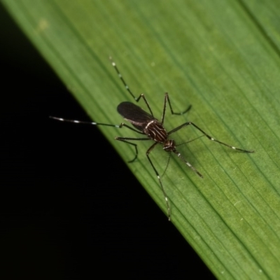 Aedes (Rampamyia) notoscriptus (Striped Mosquito) at Melba, ACT - 2 Nov 2020 by kasiaaus