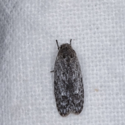 Agriophara (genus) (A Flat-bodied moth (Depressidae) at Melba, ACT - 2 Nov 2020 by kasiaaus