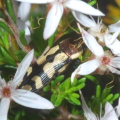 Castiarina decemmaculata at Downer, ACT - 1 Nov 2020