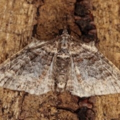 Phrissogonus laticostata (Apple looper moth) at Melba, ACT - 2 Nov 2020 by kasiaaus