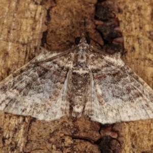 Phrissogonus laticostata at Melba, ACT - 2 Nov 2020