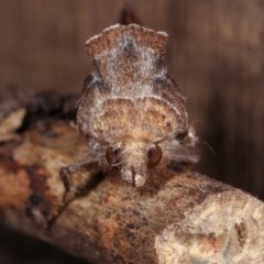 Chrysodeixis subsidens at Melba, ACT - 3 Nov 2020