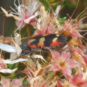 Castiarina sexplagiata at Downer, ACT - 2 Nov 2020