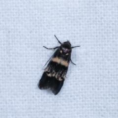 Crossophora semiota (A Concealer moth) at Melba, ACT - 2 Nov 2020 by kasiaaus