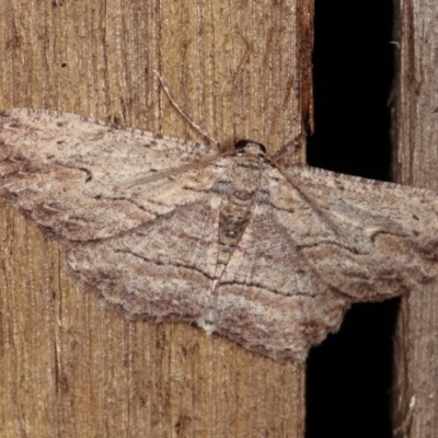 Ectropis excursaria (Common Bark Moth) at Melba, ACT - 2 Nov 2020 by kasiaaus