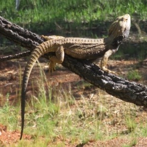 Pogona barbata at Red Hill, ACT - 3 Nov 2020