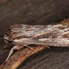 Persectania (genus) at Melba, ACT - 3 Nov 2020