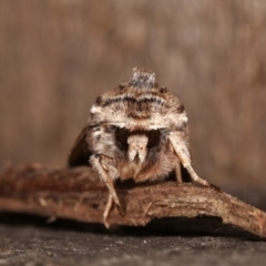 Persectania (genus) at Melba, ACT - 3 Nov 2020