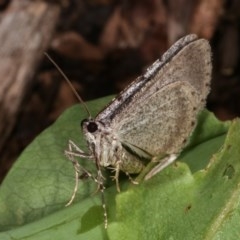 Psilosticha absorpta (Fine-waved Bark Moth) at Melba, ACT - 3 Nov 2020 by kasiaaus