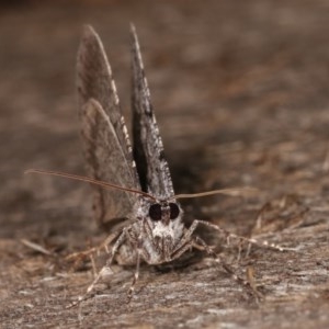 Psilosticha absorpta at Melba, ACT - 3 Nov 2020 12:47 AM