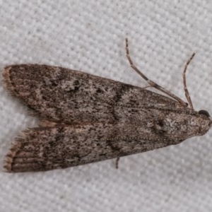 Heteromicta pachytera at Melba, ACT - 3 Nov 2020